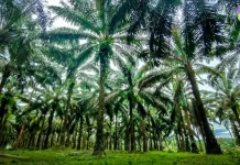 ศรีตรังฯ รุกปลูกปาล์มน้ำมันรับดีมานด์สูง เปิดโครงการนำร่องทั่วประเทศ