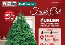 ไทวัสดุ-บีเอ็นบี โฮม ย้ำผู้นำตลาดคริสต์มาส เปิดพรีออร์เดอร์ “ต้นสนสดจากแคนาดา”